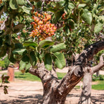 4 Pistache Tree Seedlings, 1–2 Ft Live Shade Trees, Hardy Landscape Trees for Outdoor Planting
