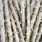 Yuca Cassava Plant Live, 4” Potted Sweet Manihot with Thick Trunk, Outdoor Planting,Yuca Cassava Tree, No CA