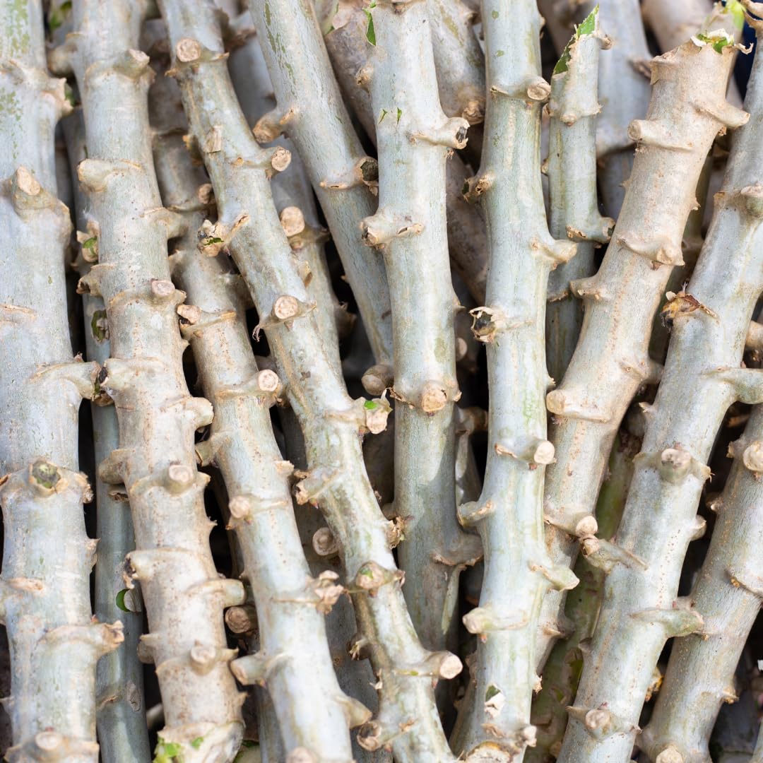 Yuca Cassava Plant Live, 4” Potted Sweet Manihot with Thick Trunk, Outdoor Planting,Yuca Cassava Tree, No CA