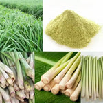 2 Rooted Lemongrass Stalks Plants for Planting 4 Inches Planting Indoor Outdoor Ornaments Perennial Garden Simple to Grow Pot