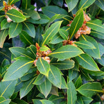 Bay Leaf Tree Live Plant, Laurus Nobilis Sweet Bay Laurel, 6-10" Tall in 4" Pot, Fragrant Culinary Herb Tree for Indoor or Outdoor Growing