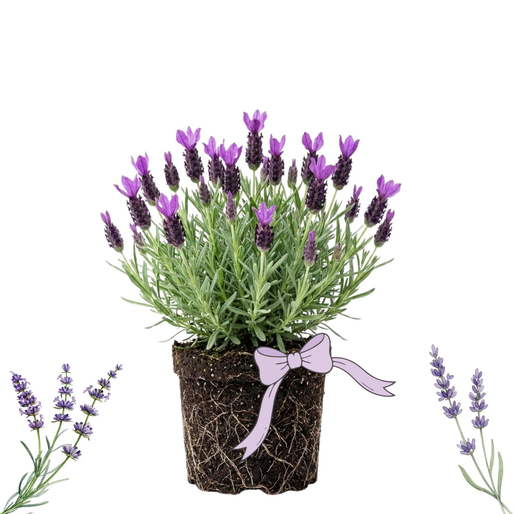 2 Lavender Plants Live Indoor Outdoor, Hardy Perennial Lavender, 4 to 7 Inc Tall