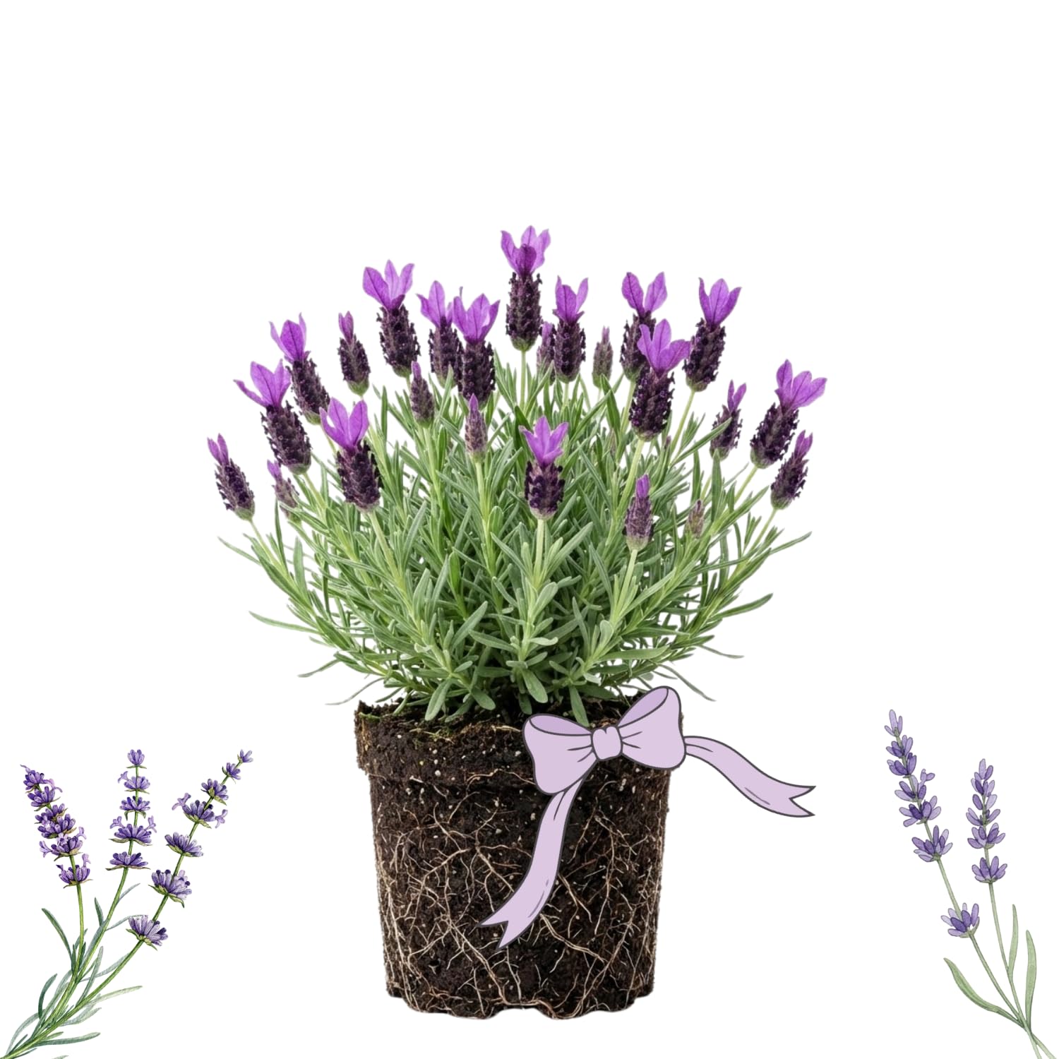 2 Lavender Plants Live Indoor Outdoor, Hardy Perennial Lavender, 4 to 7 Inc Tall