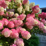 2 Hydrangea Plant Live, Hardy Hydrangea Bush Shrub for Outdoor Garden Planting, Bare Roots Dormant 6-12 Inch (Pink White Hydrangea)