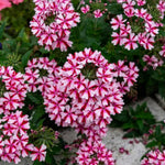 Pack 4 Bicolor Perennial Verbena Plants, Red White Verbena Live Plants, Verbena Flower Trailing Plants Live for Planting, Verbena Plants in Zones 7 to 11