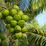 Live Dwarf Coconut Tree Plants, Sweet Tropical Fruit Tree, 2-3 Feet Tall, Ready for Planting