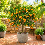 Sweet Seedless Mandarin Tree Live Plant Grafted 2-3 Feet, Fast-Growing and Bear Fruit for Citrus Garden Outdoor Planting Zones 9-11