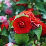 2 Impatiens Plants Live, Impatiens Flower Live Plant, 5 to 7 Inc Tall, Annual Flower Hanging Basket Plants Outdoor Indoor (Double Red)