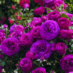6 Months Old Climbing Rose Live Plant, Well Rooted 5-9" Tall, No Leaf, Ready to Plant Indoor Outdoor, Climber Rose Bush, Hybrid Tea Rose Like, Very Fragrant, Long Bloomer (Purple)