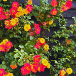 Roses Live Plant, Climbing Rose Plant Live from 5'' Tall, Bush Shrub Plants, Fragrant Flower Garden (Orange Yellow Red)