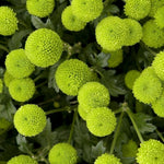 Chrysanthemum Plants Live 4 to 7 Inch Tall, Mums Live Plants, Vibrant Perennial Mum Plant for Planting in Garden (Green)