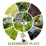 Black Elderberry Bush Tree Plant Live for Planting, 5 to 8 Inch Tall, American Elderberry Cold Hardy for Outdoor Growing, No Pot