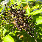 Live Black Elderberry Plant, Elderberry Bush Plants, 5-9 Inches Tall, Ready for Growing, Dormant in Winter