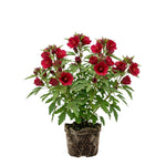 Red Hibiscus Plant for Outdoor Planting, Hardy Hibiscus Flowers Colorful Blooms, Hibiscus Plant for Grow, 5-7'' Tall