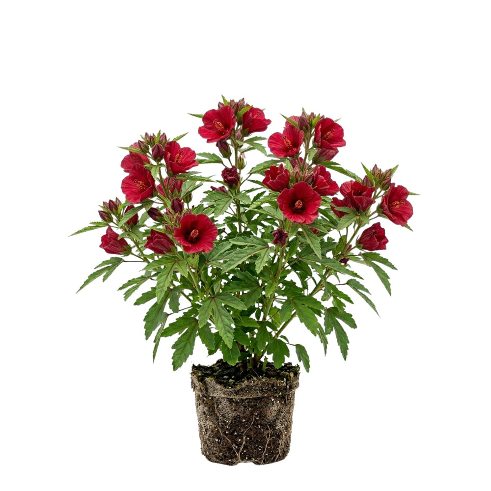 Red Hibiscus Plant for Outdoor Planting, Hardy Hibiscus Flowers Colorful Blooms, Hibiscus Plant for Grow, 5-7'' Tall
