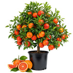Red Navel Orange Tree Live Plant, Citrus Fruit Plant in 1 Gallon Pot, Sweet Orange Fruit Tree for Indoor Outdoor Gardening