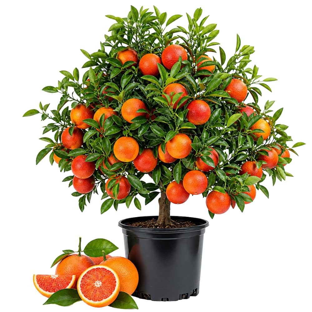 Red Navel Orange Tree Live Plant, Citrus Fruit Plant in 1 Gallon Pot, Sweet Orange Fruit Tree for Indoor Outdoor Gardening