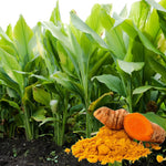 Set 8 Turmeric Roots for Planting, Fresh Yellow Turmeric Root, Curcuma Longa, Ready for Indoor Outdoor Gardening