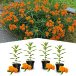 4 Orange Milkweed Plants Live 4-9 Inc Tall, Tropical Milkweed Plants Well Rooted, Outdoor Growing