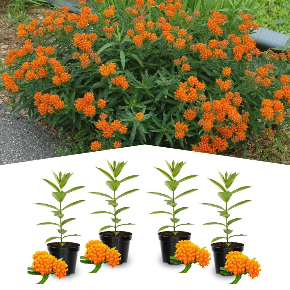 4 Orange Milkweed Plants Live 4-9 Inc Tall, Tropical Milkweed Plants Well Rooted, Outdoor Growing