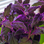 2 Purple Passion Live Plants, Gynura Purple Velvet Passion Plants, 4-8 Inches, Indoor Outdoor Planting
