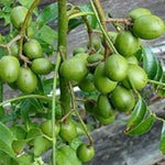 June Plum Plant Live in Gallon Pot, June Plum Tree Tropical Fruit, 2-3 Feet Tall, Cold Hardy