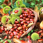 2 Chestnut Trees Live Plants Seedlings, 2-3 Feet Tall, Dormant, Bareroots, Establish Roots, Cold Hardy for Outdoor Planting