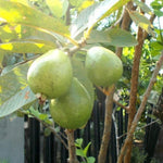 Pink Guava Tree Live Plant, 12-16 Inches Tall in Half Gallon Pot, Tropical Fruit Tree, Cold Hardy, Zones 9-11