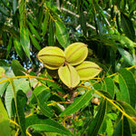4 Pecan Trees Live Dormant, Cold Hardy Nut Trees for Gardens and Landscapes, 1-2 Feet Height Bareroots