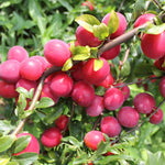 Red Plum Tree Plant Live, 2-3 Ft Tall