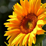 2 Starter Sunflower Live Plants for Planting, Very Fast-Growing for Year Round Blooming, 3-5 Inches in Tall