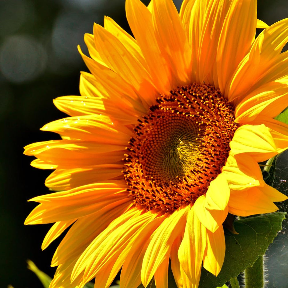 2 Starter Sunflower Live Plants for Planting, Very Fast-Growing for Year Round Blooming, 3-5 Inches in Tall