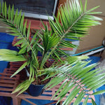 Live Palm Tree Plant in 3 Gallon Pot, No CA, Large Fully Rooted Size, Ready to Plant for Home Décor Indoor Outdoor Landscape, Rare Palm Trees, Seashore Palm