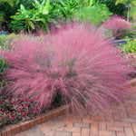 2 Pink Muhly Grass Plants Live for Spring Planting, Size 5-9" in Tall, Oranamental Grass for Outdoor Indoor