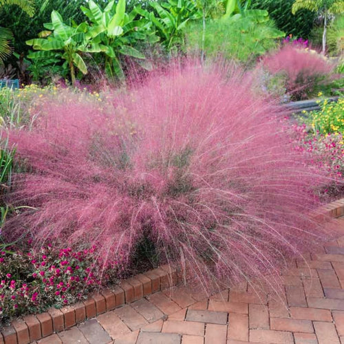 2 Pink Muhly Grass Plants Live for Spring Planting, Size 5-9" in Tall, Oranamental Grass for Outdoor Indoor