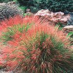 Clump 5-9" Muhly Grass Live Plant for Spring Planting, Ornamental Grass, Perennial Grasses Fast-Growing, Vibrant Color (Ruby)