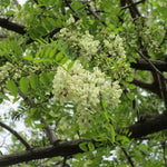 2 Black Locust Seedlings Bare Roots, Hardy Black Locust Tree for Outdoor Planting, 6-8 Inches Tall, Well-Rooted, Ready to Grow
