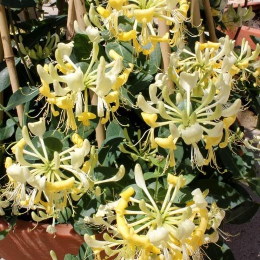 Set 2 Fragrant Honeysuckle Bushes Live, 8-12 Inch Tall Lonicera Honeysuckle Rooted Cuttings, Hardy Flowering Shrubs for Outdoor Planting
