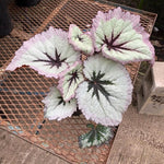 Fire Begonia Plant Live 4-6 Inches, Starter Begonia Well Rooted, Colorful Foliage Plant for Indoor Decor and Patio Pots