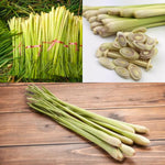 Set 6 of Lemon Grass Live Plant, Lemongrass Plants Stalks, Between 4 and 6 Inc Long