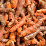 20 Turmeric Roots for Planting, TPP Size Turmeric Plants Rhizomes for Planting, Fresh and High Yielding, Hardy Perennial Herb for Year-Round Planting