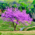 Potted Eastern Red Bud Tree Live Plant, 6-12" Seedlings Redbud Tree for Planting, Winter Hardy