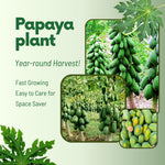 Papaya Tree Live Plant in 4'' Pot, 5–10 inch Tall, Tropical Fruit Tree for Outdoor Garden