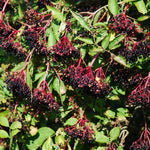 2 Black Elderberry Trees Live Plants, Backyard Berry Plant, 10-12 Inch Tall
