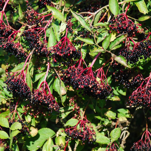 2 Black Elderberry Trees Live Plants, Backyard Berry Plant, 10-12 Inch Tall