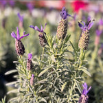 Lavender Plant Live, Purple Lavender Starter Plant 4-7'' Tall, Herb for Indoor Outdoor Planting