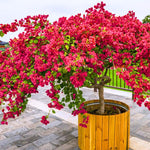 3 Bougainvillea Vine Plants, Bougainvillea Plants Live for Outdoor Landscaping and Containers, 4-7 Inch Tall Well-Rooted, No Pot (Red Pink Bougainvillea)