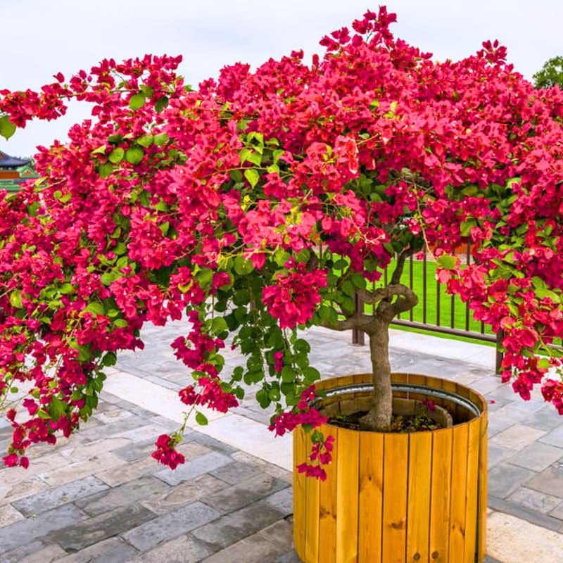 3 Bougainvillea Vine Plants, Bougainvillea Plants Live for Outdoor Landscaping and Containers, 4-7 Inch Tall Well-Rooted, No Pot (Red Pink Bougainvillea)