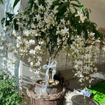 Live Clerodendrum Wallichii Plant, White Flowering Clerodendrum Smithianum for Indoor or Outdoor Growing, Chain of Glory Vine, 5-9 Inch Tall