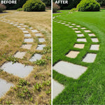 5000 Emerald Zoysia Grass Seeds, Zoysia Grass Seeds for Lawn, Dense Green Grass for Backyard and Patio